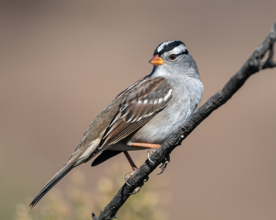 White-crowned sparrow by photographer Craig Chaddock